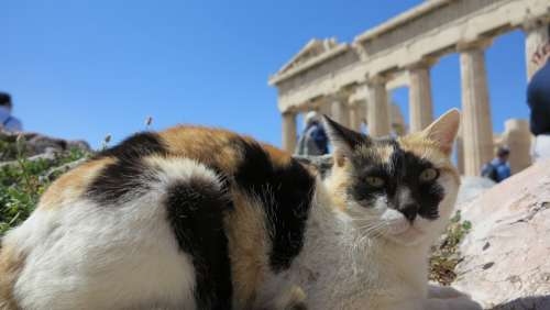 Cat Acropolis Temple