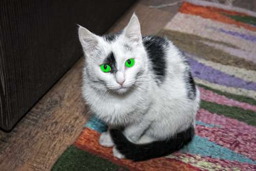 Cat Animal Charming Black And White Green Eyes