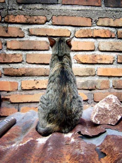 Cat Pet Feline Brick