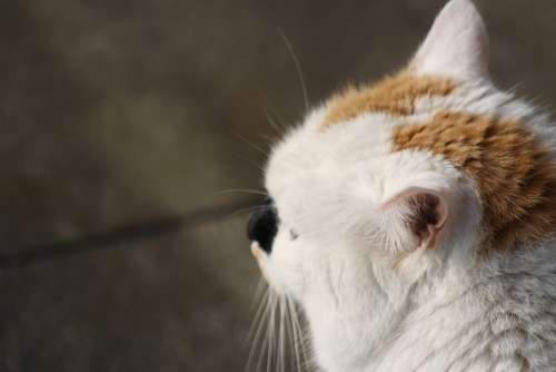 Cat View Close Up Domestic Cat Head