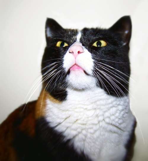 Cat Portrait Cute Cat Cat Face Calico Feline