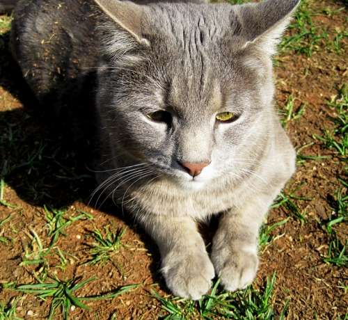 Cat Young Grey Shy Undisturbed Eyes Yellow Furry
