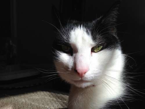 Cat Sunlight Cat Face Cute Cat Pet Cat'S Eyes
