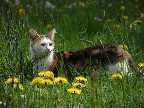 Cat Meadow Nature Pet Animals