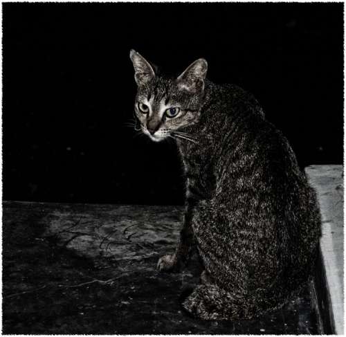 Cat Feline Pet Sitting Black Dark Animal