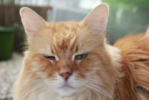 Cat Red Red Tabby Face Close Up Animal