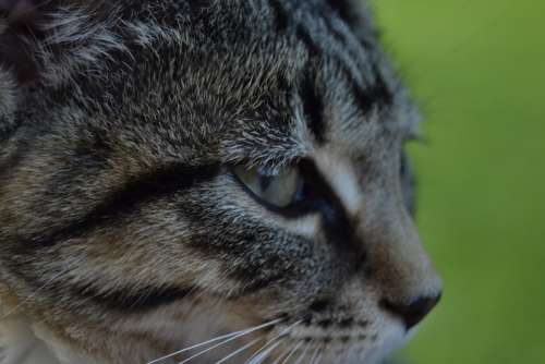 Cat Feline Pet Face Portrait Close-Up