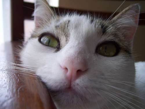 Cat Cute Cat'S Eyes Animal Feline Pet