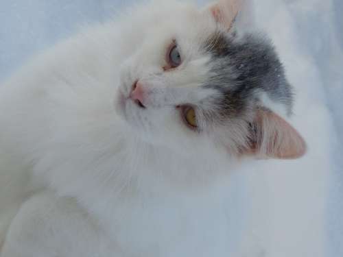 Cat Cat Face Cat'S Eyes Feline Cute Cat Snow