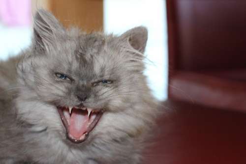 Cat Yawn Animal Young Cat Playful Pet Cat Face