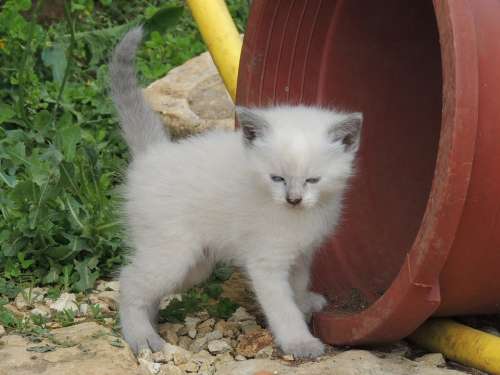 Cat Kitten White Cute