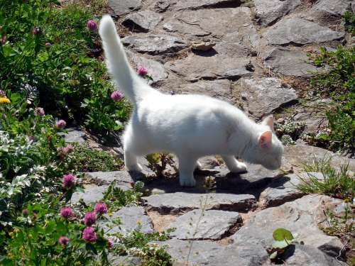 Cat Mieze Curious Tail White