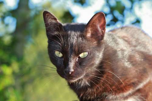Cat Pet Black Cat Cat Face Head Animal Portrait