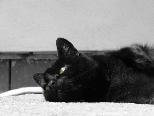 Cat Black Eyes Animal Home House Stone