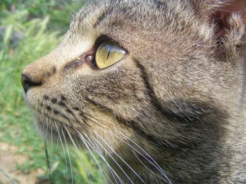 Cat Watch Bambul Eye