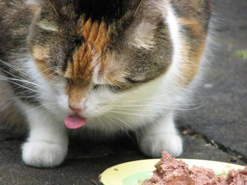 Cat Eat Tongue Cat Tongue Satisfied Nasty Bah
