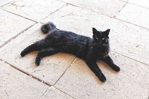 Cat Black Cat Black Animal Pet Domestic Cat Mieze