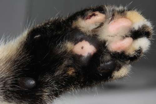 Cat Paw Fur Fluffy Cute Paw Print Cat'S Paw