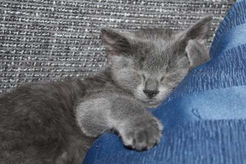 Cat Kitten Sleep Sweet Young Cute Grey Mieze