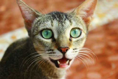 Cat Feline Pet Face Expression Teeth