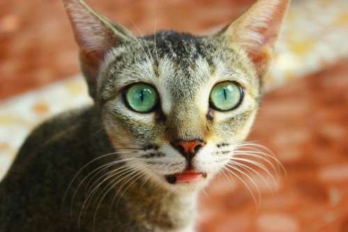 Cat Feline Pet Face Expression Looking