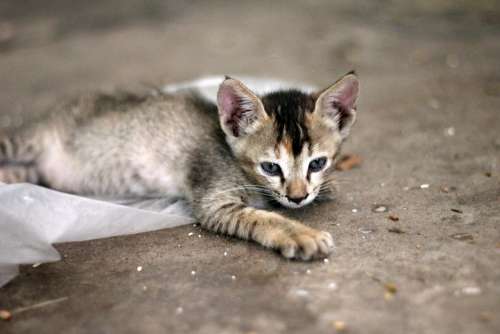 Cat Kitten Cute Young Feline Playful Animal Pet