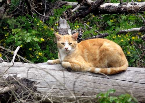 Cat Animal Mammal Fur Orange Resting