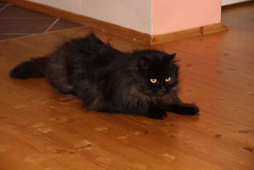 Cat Black Animal Tomcat