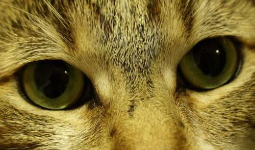 Cat Eyes Feline Cute Look Close-Up Pet Face