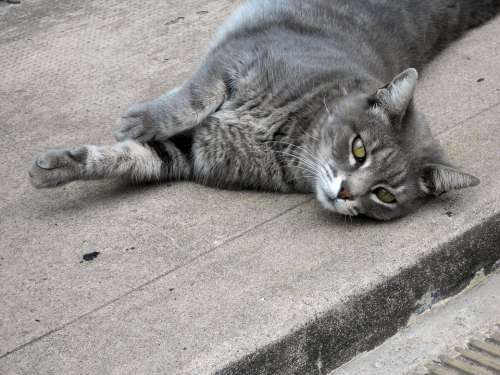 Cat Laid Back Animal Lying Down Feline Kitten