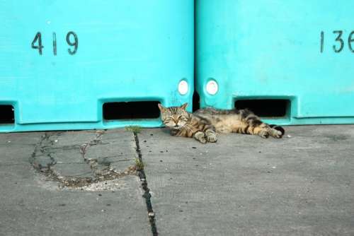 Cat Domestic Cat Lie Sleep Holiday Kitten Tomcat