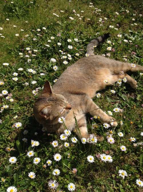 Cat Grass Flowers