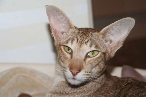 Cat Oriental Shorthair Cozy Stripes Closeness Fur