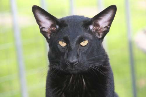 Cat Panter Black Fur Charming Animals Beautiful