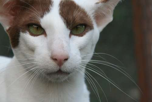 Cat Eyes Oriental Shorthair Fur Charming Dear