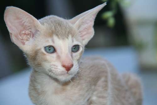 Cat Kitten Cat Baby Oriental Shorthair Fur