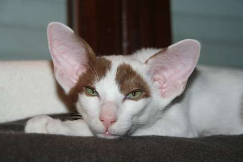 Cat Tired Kitten Oriental Shorthair Fur Charming