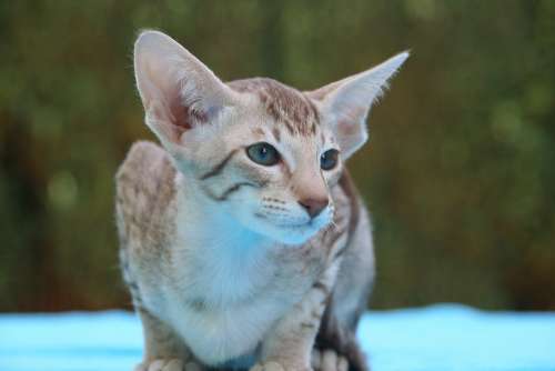 Cat Kitten Cat Baby Oriental Shorthair Stripes Fur