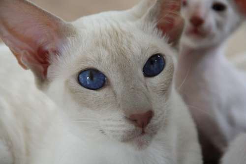 Cat Eyes Blue Look Kitten Siamese Cat Fur