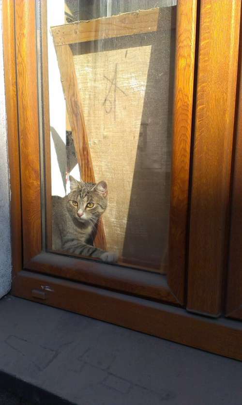 Cat Curiosity Animal Window Freedom Bondage