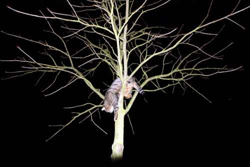 Cat Climb Pet Animal World Animal Nocturnal Night