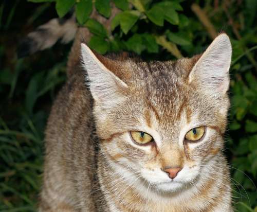 Cat Young Animal Portrait Dear Friendly Smoochy