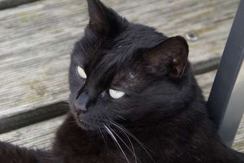 Cat Black Head Domestic Cat Black Cat Animal Pet