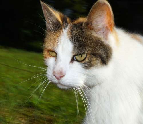 Cat Head Portrait Eyes Cat Face Domestic Cat