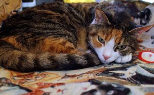 Cat Domestic Cat Cat'S Eyes Sleep Rest Mieze Pet