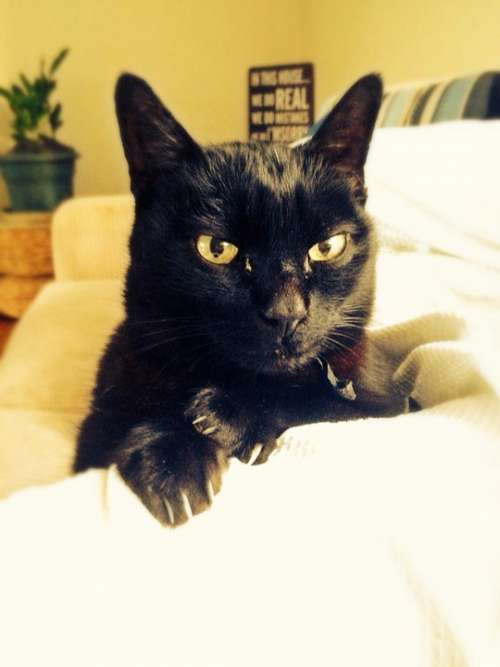 Cat Black Feline Animal Pet Cute Kitty