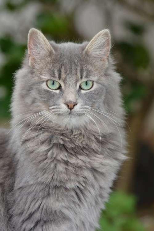 Cat Gray Pearl