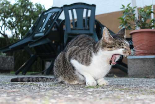 Cat Yawn Domestic Cat Animal