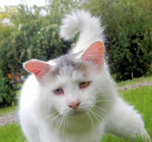 Cat Pet White Feline Portrait Fur Close Looking