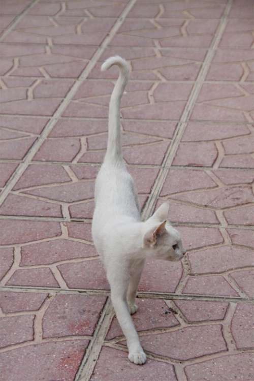 Cat White Animal Pride Thin Fur Domestic Cat